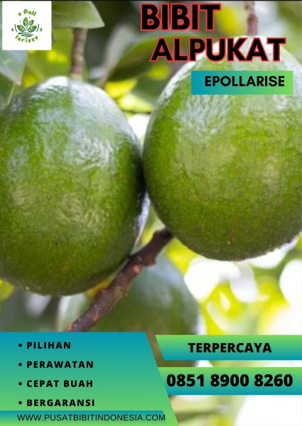 0851.8900.8260 (tsel) epollarise  Bibit Alpukat Miki Murah