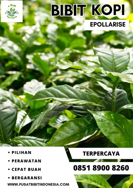 0851 8900 8260 ( Tsel ) epollarise  Bibit Kopi, Bibit Biji Kopi Arabika