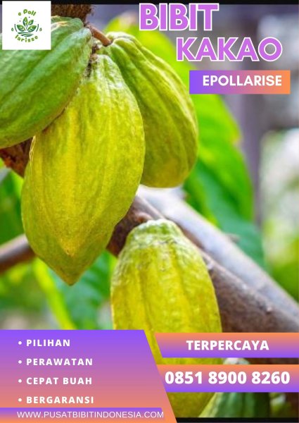 0851 8900 8260 (TSEL) e Bibit Kakao Coklat Di Sumatera Utara, Bibit Coklat Mee 02