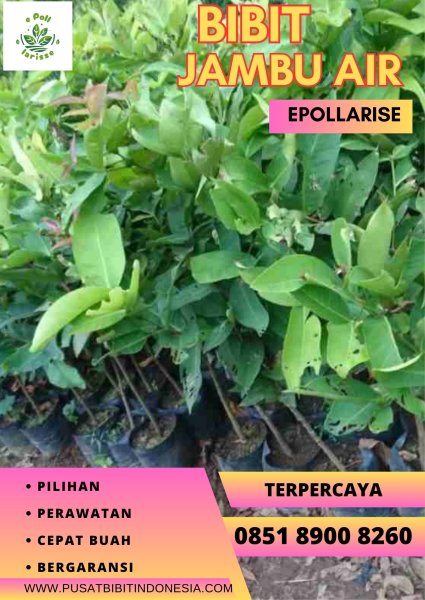 0851 8900 8260 (TSEL) Bibit Jambu Air Kristal
