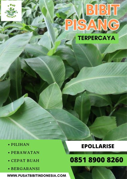CALL 0851 8900 8260  Jual Bibit Pisang Barangan Merah