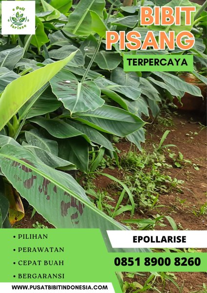 CALL 0851 8900 8260  Penjual Bibit Pohon Pisang