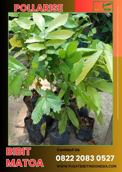 0822 2083 0527 (TSEL) Harga Bibit Matoa Di Medan