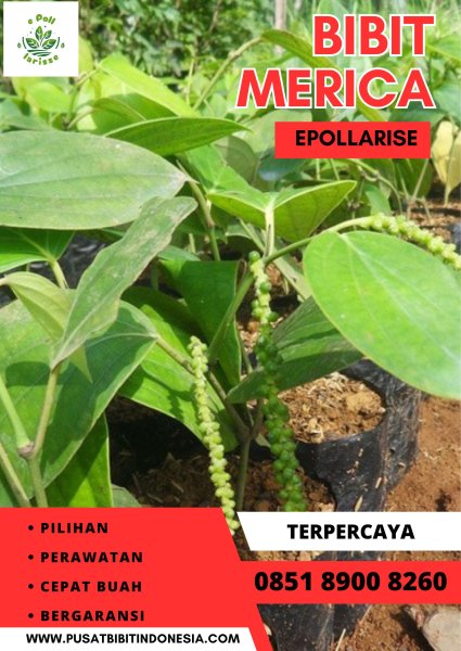 0851.8900.8260 (tsel) epollarise Bibit Lada Perdu