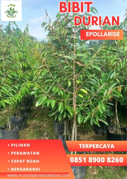 0851.8900.8260 (Tsel)  Jual Bibit Durian Montong Petruk, Harga Bibit Durian Montong Petruk