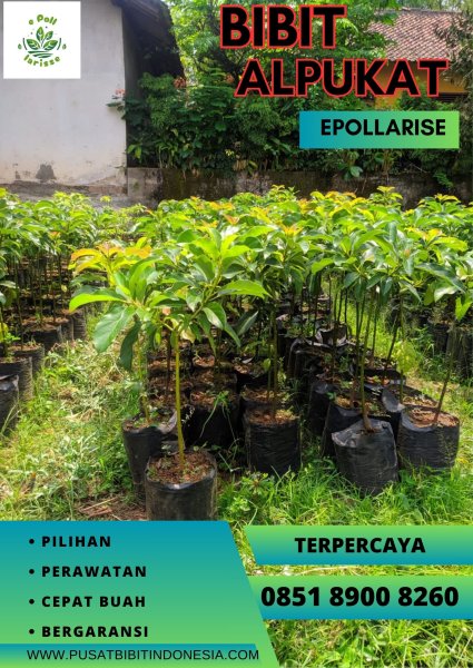 0851.8900.8260 (tsel) epollarise  Bibit Alpukat Mentega Di Medan
