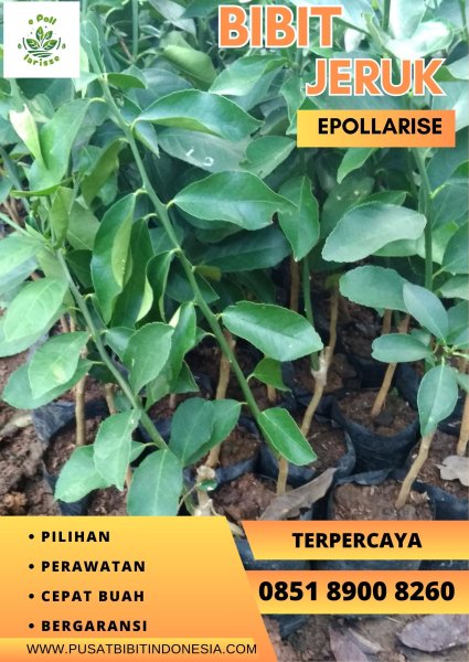 0851.8900.8260 (tsel)  e pollarise  Bibit Jeruk Keprok Manis