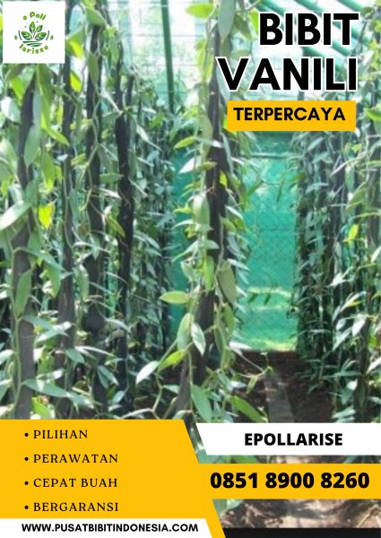 0851.8900.8260 (tsel) e pollarise  Bibit Vanili Tahiti