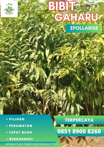 0851 8900 8260 (TSEL) epollarise Bibit Gaharu