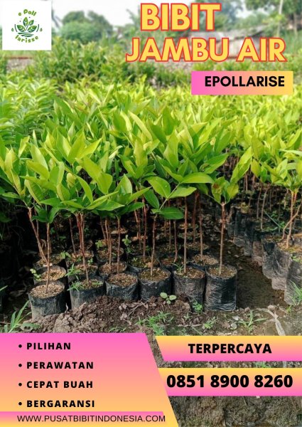 0851 8900 8260 (TSEL) Bibit Jambu Air Tsg
