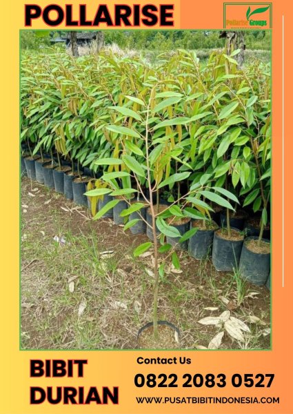 Pollarise 0822.2083.0527 (Tsel)   Bibit Durian Musang King Di Binjai