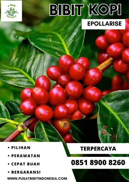 0851 8900 8260 ( Tsel ) epollarise  Bibit Kopi, Bibit Kopi Arabika Gayo