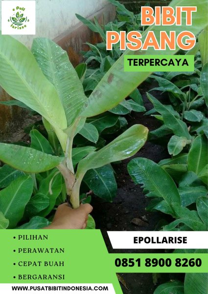 CALL 0851 8900 8260  Penjual Bibit Pisang Kepok