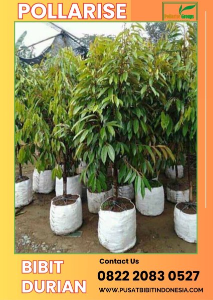 Pollarise 0822.2083.0527 (Tsel)   Bibit Durian Musang King Di Cirebon