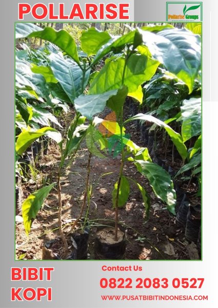 0822 2083 0527 ( Tsel ) Pollarise   Bibit Kopi Robusta