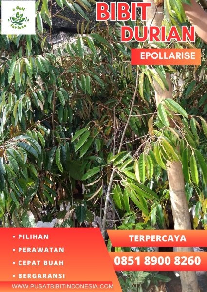0851.8900.8260 (Tsel)  Bibit Durian Bagus, Bibit Durian Terbaik
