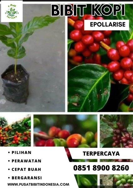 0851 8900 8260 ( Tsel ) epollarise  Bibit Kopi, Bibit Kopi Arabika Asal Bibit Siap Ditanam Saat