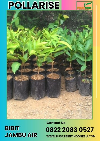 0822 2083 0527 (TSEL) Bibit Pohon Jambu Air