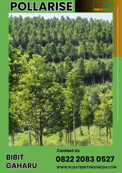 0822 2083 0527 (TSEL) Pollarise Bibit Pohon Gaharu Asli