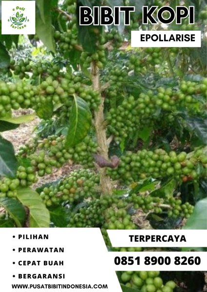 0851 8900 8260 ( Tsel ) epollarise  Bibit Kopi, Bibit Kopi Geisha