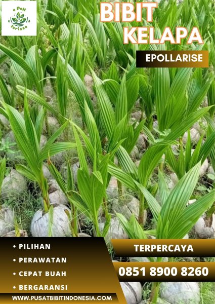 0851.8900.8260 (TSEL) epollarise  Bibit Kelapa Hibrida Di Jawa Barat