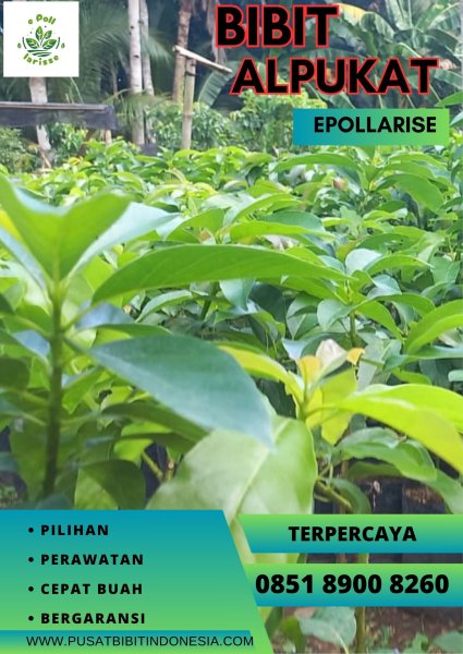 0851.8900.8260 (tsel) epollarise   Bibit Alpukat Mentega Di Bandung