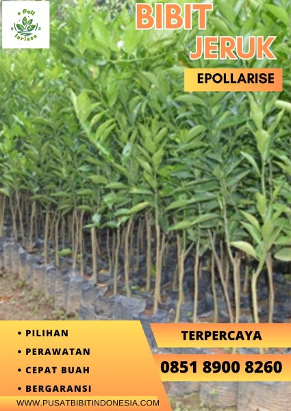 0851.8900.8260 (tsel) e pollarise Bibit Jeruk Keprok Siam