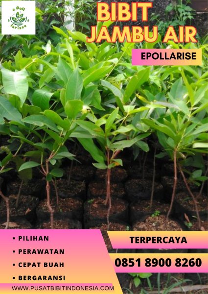 0851 8900 8260 (TSEL) Bibit Jambu Air Paling Manis