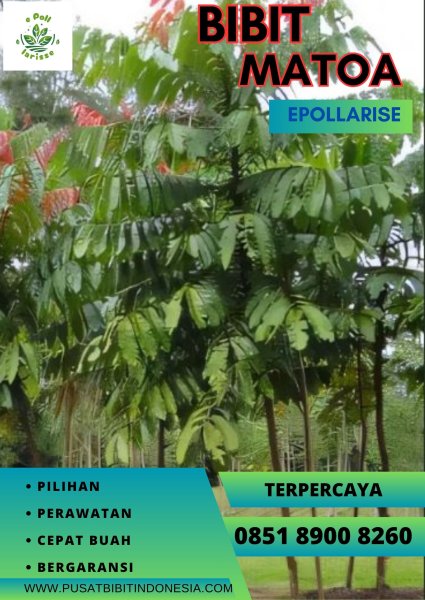 0851 8900 8260 (TSEL)  Harga Bibit Tanaman Matoa