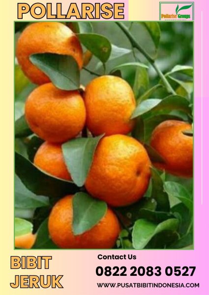 0822.2083.0527 (Tsel) Pollarise Bibit Pohon Jeruk Santang Madu