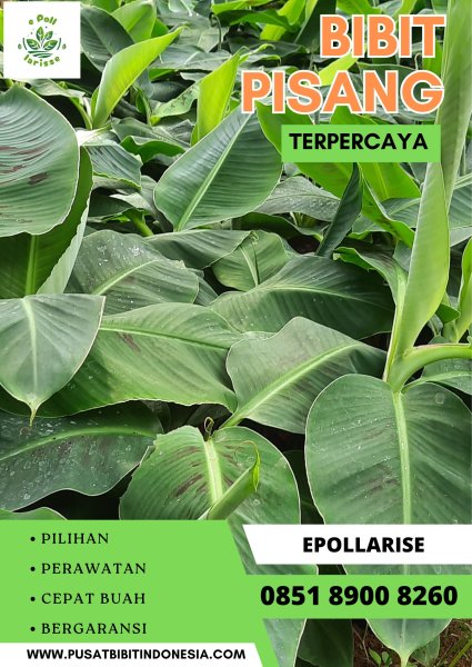 CALL 0851 8900 8260  Jual Bibit Pisang Kepok Kuning