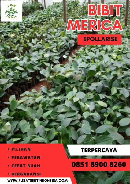 0851.8900.8260 (tsel) Pusat Bibit,  Bibit Lada Perdu Di Purwokerto