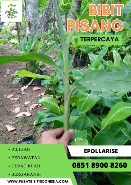 CALL 0851 8900 8260  Jual Bibit Pisang Sunrise