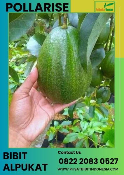 0822 2083 0527 (TSEL) Pollarise  Harga Bibit Alpukat Markus Aligator, Bibit Alpukat Wina Kendil Miki Aligator Mentega Non Biji