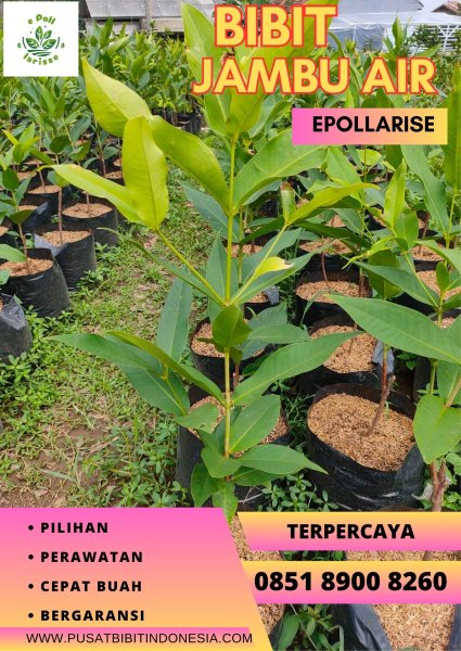 0851 8900 8260 (TSEL) Bibit Jambu Air Yang Bagus