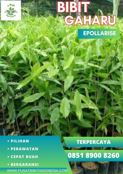 0851 8900 8260 (TSEL) epollarise Bibit Gaharu Kota Makassar