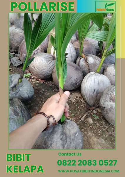 0822.2083.0527 (Tsel) Benih Kelapa Genjah Entok