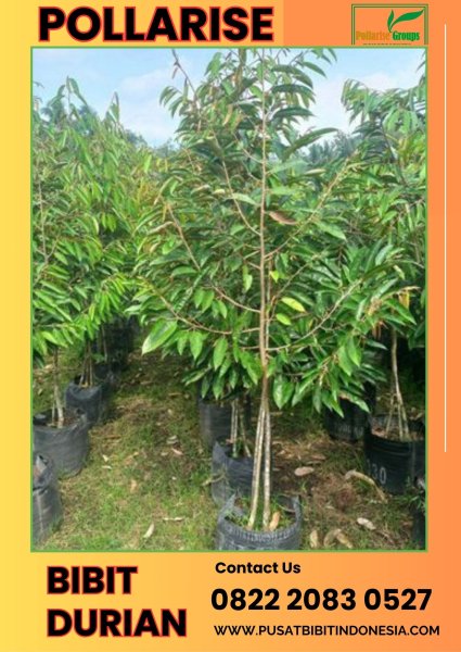 Pollarise 0822.2083.0527 (Tsel)   Bibit Durian Musang King Kaki 3