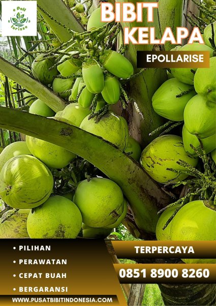 0851.8900.8260 (TSEL) epollarise  Jual Bibit Kelapa Hibrida Di Sumatera Utara