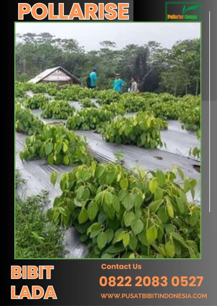 0822.2083.0527 (Tsel) Pollarise Bibit Lada Bandung