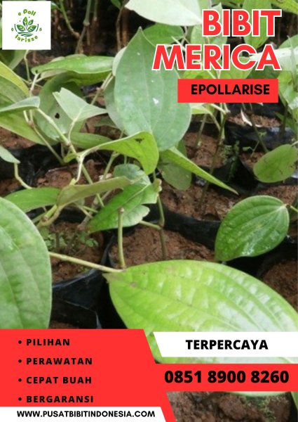 0851.8900.8260 (tsel) epollarise Bibit Lada Perdu Di Bogor