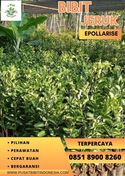 0851.8900.8260 (tsel)  e pollarise  Bibit Jeruk Bali Taiwan