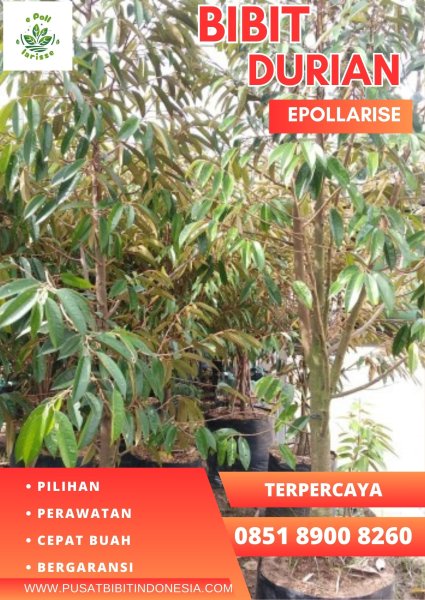 0851.8900.8260 (Tsel)  Bibit Durian Montong Terbaik, Bibit Durian Montong Tasikmalaya