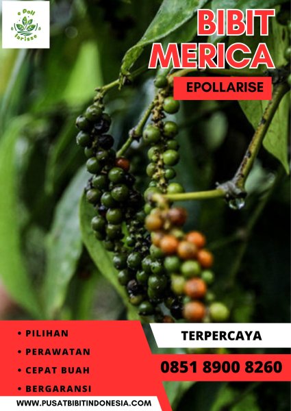 0851.8900.8260 (tsel) epollarise Bibit Lada Perdu LampungPerdu Di Bogor