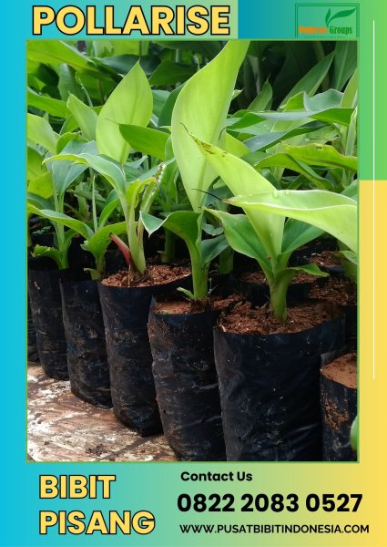 CALL 0822.2083.0527 Jual Bibit Pisang Di Lampung