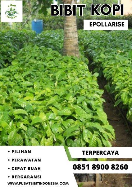 0851 8900 8260 ( Tsel ) epollarise  Bibit Kopi, Bibit Kopi Liberika