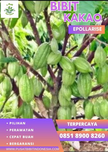 0851 8900 8260 (TSEL) epollarise Bibit Kakao Bls0, Bibit Kakao Brazil