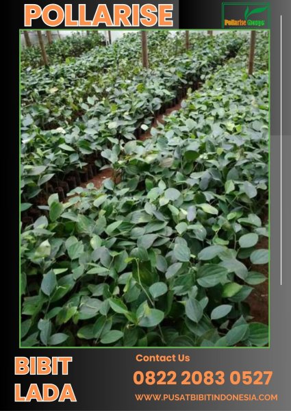 0822.2083.0527 (Tsel) Pollarise Bibit Lada Di Samarinda