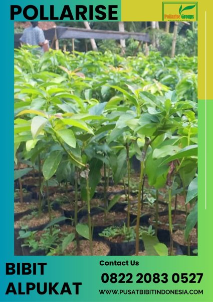 0822.2083.0527 (TSEL) Pollarise Bibit Alpukat Aligator, Bibit Alpukat Mentega