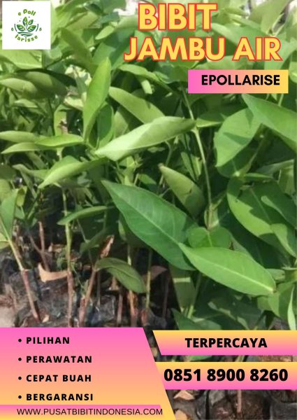 0851 8900 8260 (TSEL) Harga Bibit Jambu Air Ungu